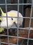 White parrot in cage