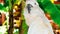 White parrot, cockatoo bird // portrait of a parrot