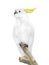 White parrot sitting on a branch Isolated on white background