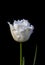 White Parrot Tulip isolated on black background