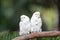 White Parrots