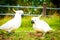 White parrots