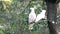 White parrots on a tree, Australia