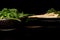 White parsley root  on black glass