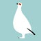 White partridge bird, vector illustration, flat style