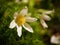 White Pasqueflower Closeup