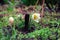 White pasqueflower pulsatilla blooming in spring