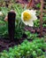 White pasqueflower pulsatilla blooming in spring