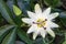 White passion flower