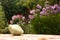 White patisson bush pumpkin close up photo on green vegetable garden background