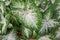 White pattern with red spots of caladium bicolor leaves