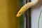 White patterned albino snake or light yellow motif