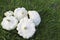 White pattypan squash on the grass