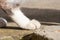 White paws of an adult cat on concrete.