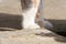 White paws of an adult cat on concrete.