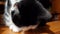 White paws of a black cat on a wooden table, close-up. Beautiful cute fluffy cat paws and tail, cat sitting on a table