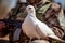 White peace dove sitting on soldier. Generative AI illustration