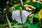 White peace lily in closeup, popular spathe flower, tropical plant specie from America