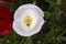 White Peace Poppy Flower Mandala with Tiny Bee 02