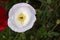 White Peace Poppy Flower Mandala with Tiny Bee
