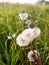 White peaceful and serene dandelion heads swaying in the outside