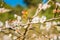 white peach blossom flower, plum flower