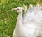 White Peacock