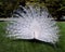 White Peacock