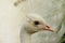 White peacock (albino) in Gardens of Wallenstein Palace, Praha (Prague, Czech Republic, EU)