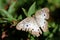 White Peacock butterfly- Anartia Jatrophae