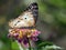 White Peacock Butterfly - Anartia jatrophae