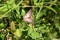 White Peacock butterfly in a field