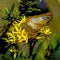 White Peacock Butterfly Landing On Yellow Flowerets