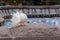 White peacock dove with a fluffy wavy tail stands on a parapet. City bird, purebred wedding dove, close-up