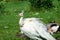 White peacock dries feathers in the garden