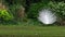 A white peacock fanning its tail on the grass