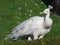 White peacock on grass