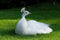 White peacock on grass