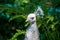 A White Peacock in Hemker Park Zoo, Minnesota