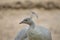 White peacock looking and posing