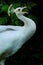 The White Peacock looks elegant with its beautiful fur.