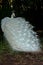 The White Peacock looks elegant with its beautiful fur.