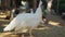 a white peacock male. bird farm in the park.