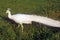 White Peacock, Middleton Plantation, Charleston, SC