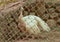 White peacock with open mouth staring in front and standing in the cage at chhatbir zoo