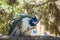 White peacock at Saint George Castle, Lisbon