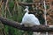 White peacock sits on a tree at the zoo