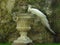 White peacock sitting on baroque decorative flowerpot