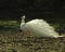 White peacock strolls with head held high.