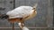 White peacock swinging on a wooden